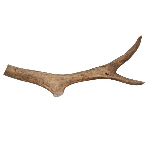 Renhorn tuggben - 20cm